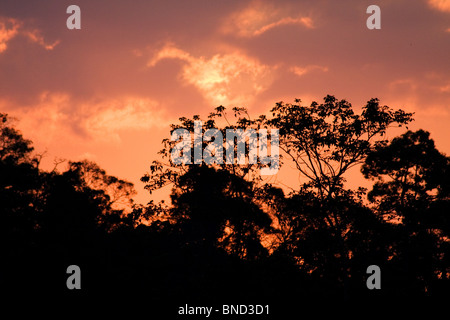 Coucher de soleil sur le parc national Khao Yai, Thaïlande Banque D'Images