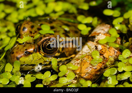 Close up d'un visage et des yeux de grenouille verte flottant dans un étang parmi les mauvaises herbes canard Banque D'Images