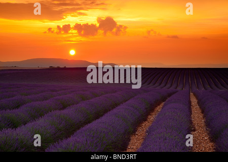 Coucher de soleil sur champ de lavande près de Valensole, Provence France Banque D'Images