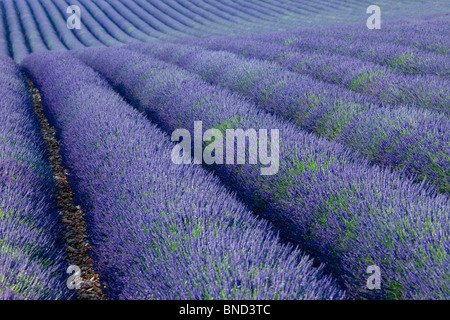 Champ de lavande sur le Plateau de Valensole, Provence France Banque D'Images