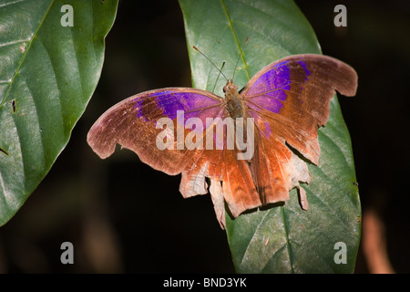 Beau brun et violet papillon (Terinos Clarissa), Thaïlande Banque D'Images