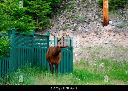 Un pâturage par les wapitis en zone résidentielle. Jasper, Alberta, Canada. Banque D'Images