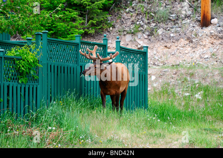 Un pâturage par les wapitis en zone résidentielle. Jasper, Alberta, Canada. Banque D'Images