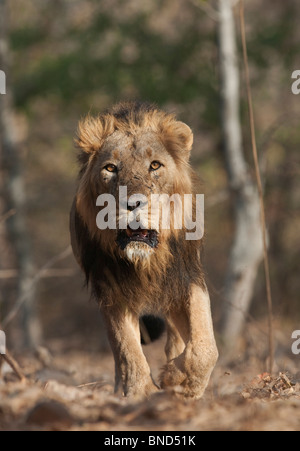 Asiatic lion Panthera leo persica au RIF National Park Gujrat Banque D'Images