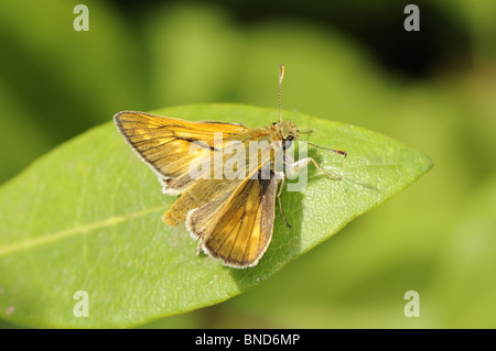 Papillon, grand patron, ochlodes sylvanus, homme reposant sur des feuilles de troènes, Norfolk, UK, Juillet Banque D'Images