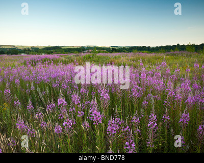 Domaine de wildfowers dominé par Rosebay Willowherb ou Chamerion angustifolium près de Whitchurch dans Hampshire UK Banque D'Images