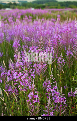 Gros plan du Rosebay Willowherb ou Chamerion angustifolium près de Whitchurch dans Hampshire UK Banque D'Images