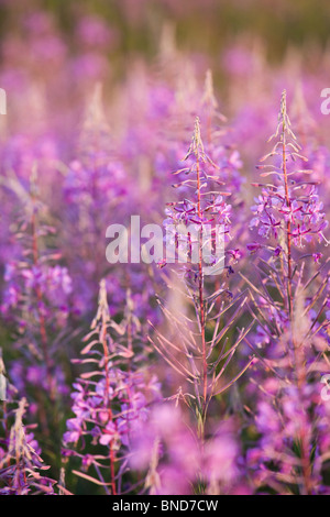 Gros plan du Rosebay Willowherb ou Chamerion angustifolium près de Whitchurch dans Hampshire UK Banque D'Images