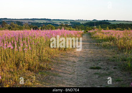 Domaine de wildfowers dominé par Rosebay Willowherb ou Chamerion angustifolium près de Whitchurch dans Hampshire UK Banque D'Images