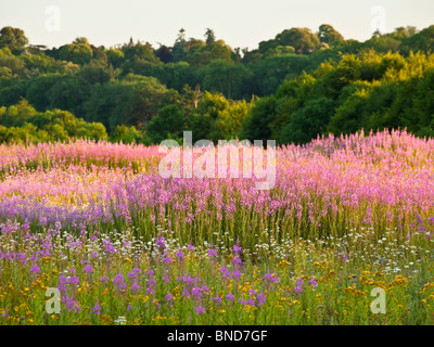 Domaine de wildfowers dominé par Rosebay Willowherb ou Chamerion angustifolium près de Whitchurch dans Hampshire UK Banque D'Images