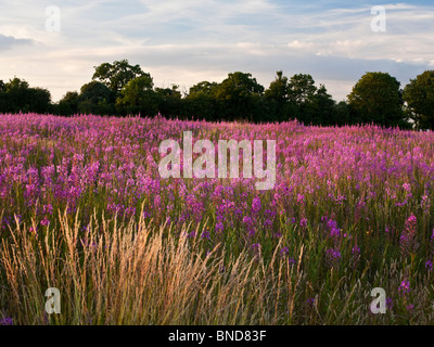 Domaine de wildfowers dominé par Rosebay Willowherb ou Chamerion angustifolium près de Whitchurch dans Hampshire UK Banque D'Images