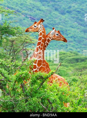 Famille de girafes dans les bois du Kenya. Afrique du Sud Banque D'Images