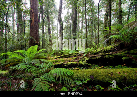 L'Antarctique luxuriante forêt de hêtres à Barrington Tops National Park, Australie Banque D'Images