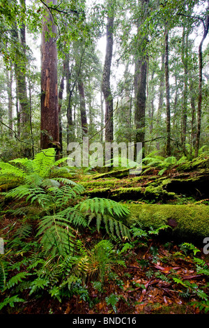 L'Antarctique luxuriante forêt de hêtres à Barrington Tops National Park, Australie Banque D'Images