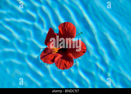 Fleur d'hibiscus rouge, tombé d'un buisson, flotte sur la surface de la piscine Banque D'Images