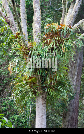 Un grand Staghorn Fern (Montagnes rocheuses) poussant sur un arbre, Barrington Tops, Australie Banque D'Images