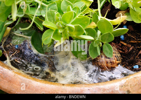 Contrôle de l'escargot par granulés bleu appâts contenant du métaldéhyde. Banque D'Images