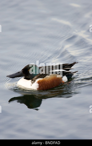 Le Canard souchet mâle adultes natation Banque D'Images