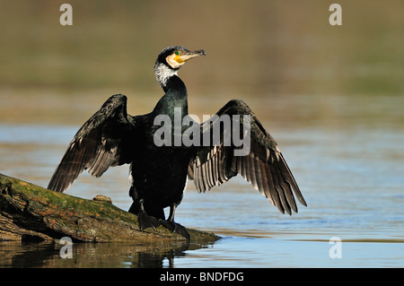 Grand cormoran (phalacrocorax carbo sinensis) est en train de sécher ses plumes après la pêche. Banque D'Images