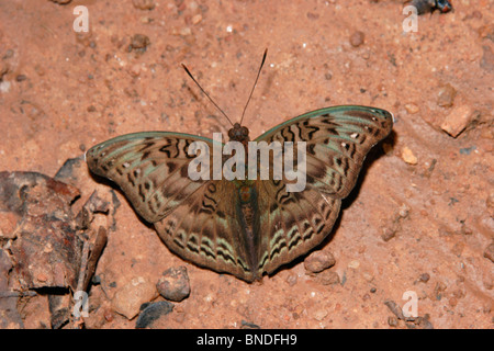 Butterfly (Euryphura chalcis : Nymphalidae), homme mares en forêt tropicale, le Ghana. Banque D'Images