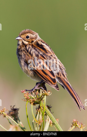 Bruant des roseaux Emberiza schoeniclus ; ; jeune oiseau Banque D'Images