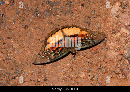 Butterfly (Euryphura chalcis : Nymphalidae), les mares en forêt tropicale, le Ghana. Banque D'Images