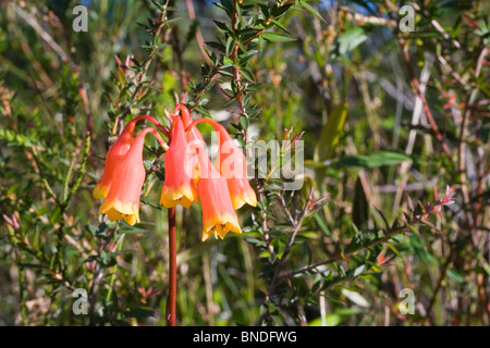 Bell noël fleurs (Blandfordia nobilis), Royal National Park, Australie Banque D'Images