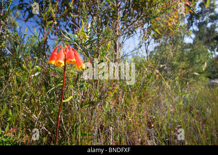 Bell noël fleurs (Blandfordia nobilis), Royal National Park, Australie Banque D'Images