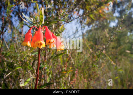 Bell noël fleurs (Blandfordia nobilis), Royal National Park, Australie Banque D'Images