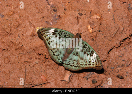 Commandant commun (papillon Euryphura chalcis : Nymphalidae) femmes puddlage dans rainforest, au Ghana. Banque D'Images