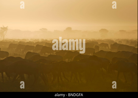 Migration des gnous, de l'écosystème du Serengeti, Tanzanie Banque D'Images