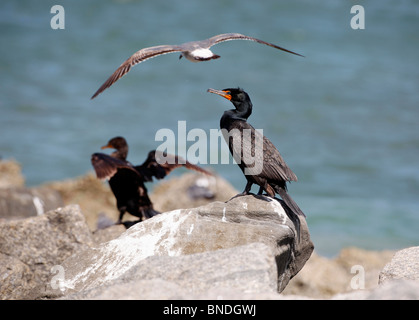 Le cormoran à aigrettes soleil de Floride Banque D'Images