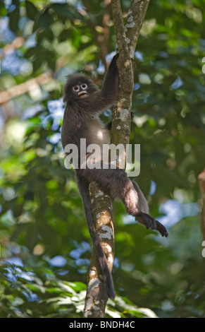 Phayre feuille du monekey sipohi jnnd trachypithecus phayrei ours à lunettes la faune sanctury Tripura en Inde Banque D'Images