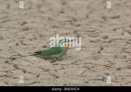 Blue-cheeked Bee Eater Merops persicus Little Rann de khachch Gujrat Inde Banque D'Images