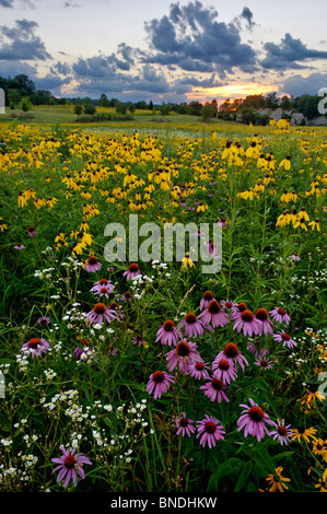 Pré de fleurs sauvages au coucher du soleil dans la région de Floyd Comté (Indiana) Banque D'Images