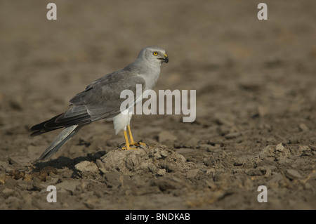 Busard pâle Circus macrourus Little Rann de kachch ou attraper gujrat inde bird Banque D'Images