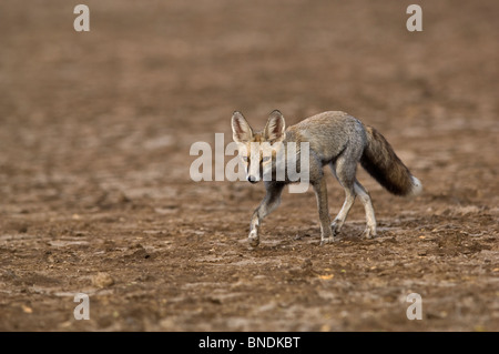 Desert Fox Vulpes vulpes pusilla red fox Little Rann de khach ou ujrat capture l'Inde Banque D'Images