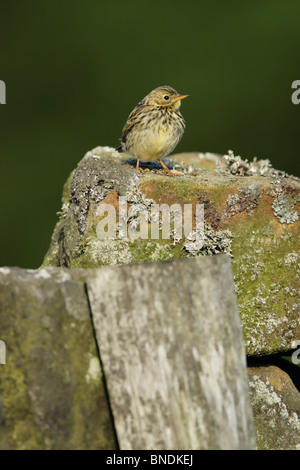 Meadow pipit spioncelle (Anthus pratensis) debout sur un rocher couvert de lichens Banque D'Images