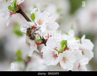 Abeille sur une fleur en fleur de cerisier Banque D'Images