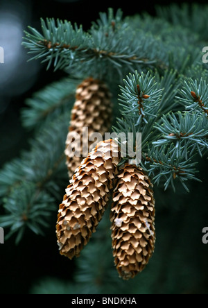 Close-up de branches de sapins avec les cônes de nouveau fond vert Banque D'Images