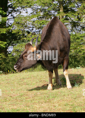 Homme Gaur, Bos bison indien ou gaurus (gauris Bibos précédemment), des Bovinés, bovidés. Gros bovins d'Asie. Banque D'Images