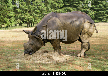 Affaires indiennes, asiatiques ou rhinocéros à une corne, Rhinoceros unicornis, Rhinocerotidae. Banque D'Images
