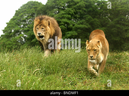 Homme et Femme Lion, Panthera leo, Félidés Banque D'Images