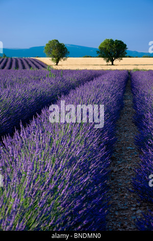 Le long des champs de lavande du Plateau de Valensole en Provence France Banque D'Images