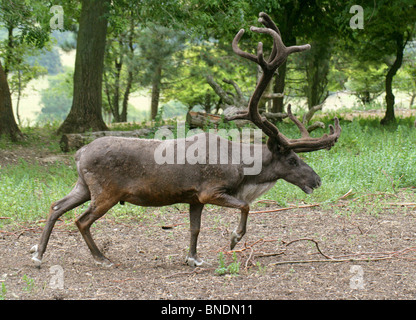 Renne Ou Caribou Mâles, Rangifer Tarandus, Capreolinae, Cervidae. Arctique Et Hémisphère Nord Subarctique. Banque D'Images