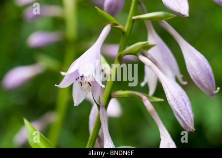 Campanules blanc Banque D'Images