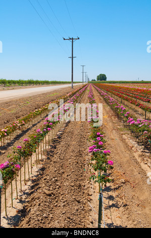 Pépinière commerciale a augmenté de près de Wasco, California Banque D'Images