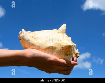 La main avec un coquillage contre le ciel bleu Banque D'Images