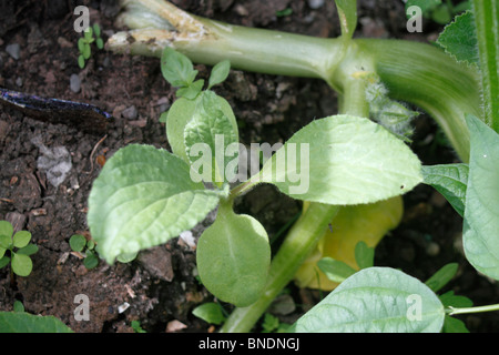 Orcanette vert, Pentaglottis sempervirens, également connu sous le nom de Vipérine commune Evergreen, de la famille des Boraginaceae. Plantes vivaces, membre de th Banque D'Images