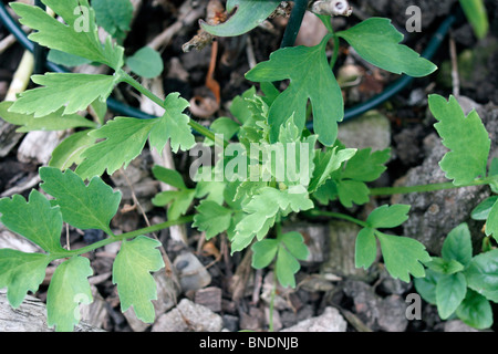 Geranium robertianum herbe, Robert, bisannuel, aussi connu comme la mort arrivé, rapidement, l'oeil de Robin, Robin Hood, Robin-i'-th'-hedge, Stin Banque D'Images